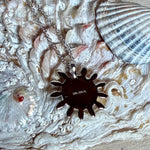 Feine Halskette aus rhodiniertem 925 Silber mit Sonnen-Anhänger und rundem Larimar-Cabochon, 10 mm. Der seltene, hellblaue Stein aus der Dominikanischen Republik erinnert an Meer und Himmel. Gesamtgröße des Anhängers ca. 20 x 19 mm, Ankerkette 45 cm, ca. 1 mm stark. Edler, maritimer Schmuck, geliefert in einer Geschenkbox.